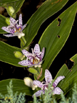 Toad Lilly 0079